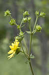 Wholeleaf rosinweed